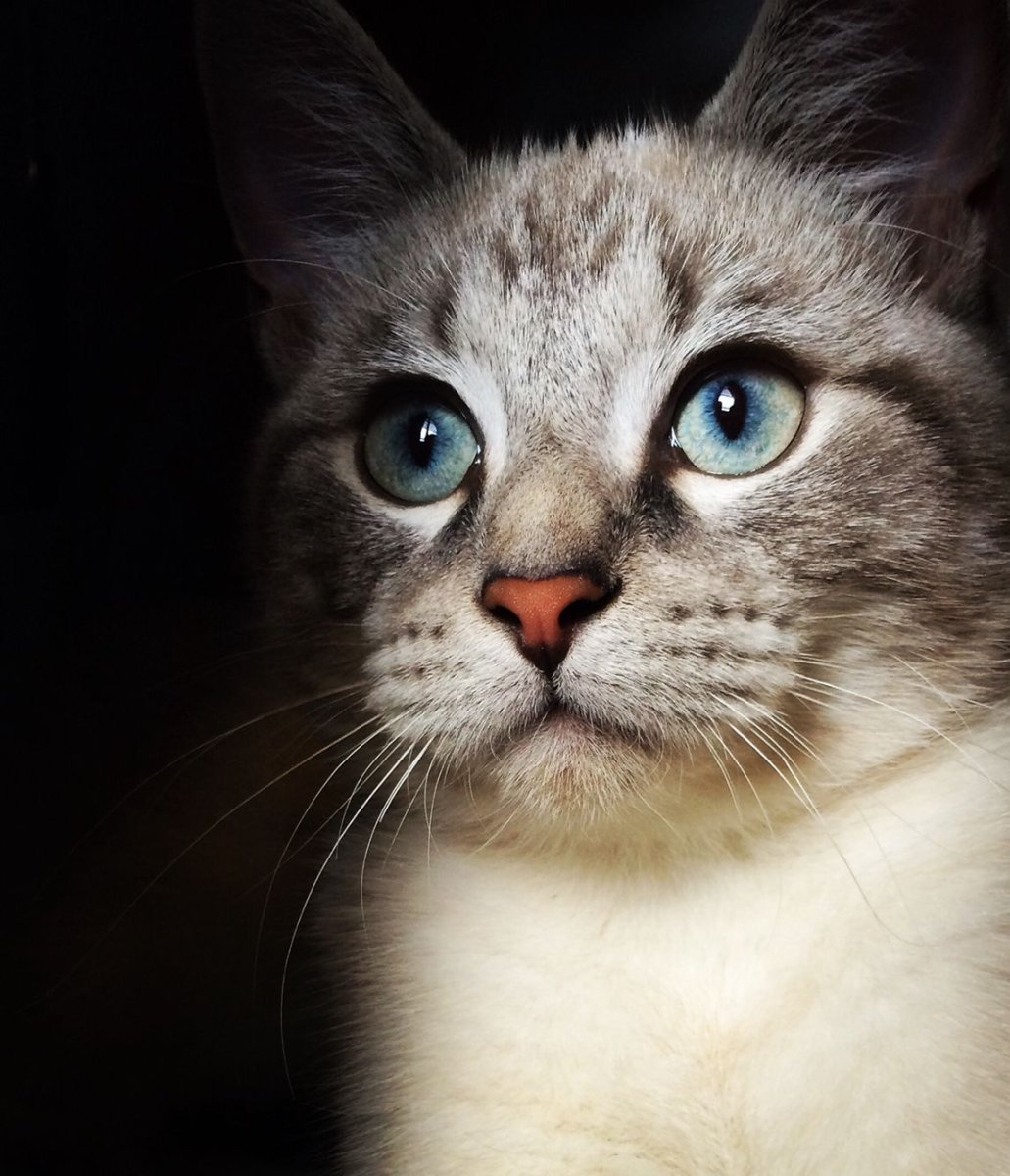 Lynx point Siamese