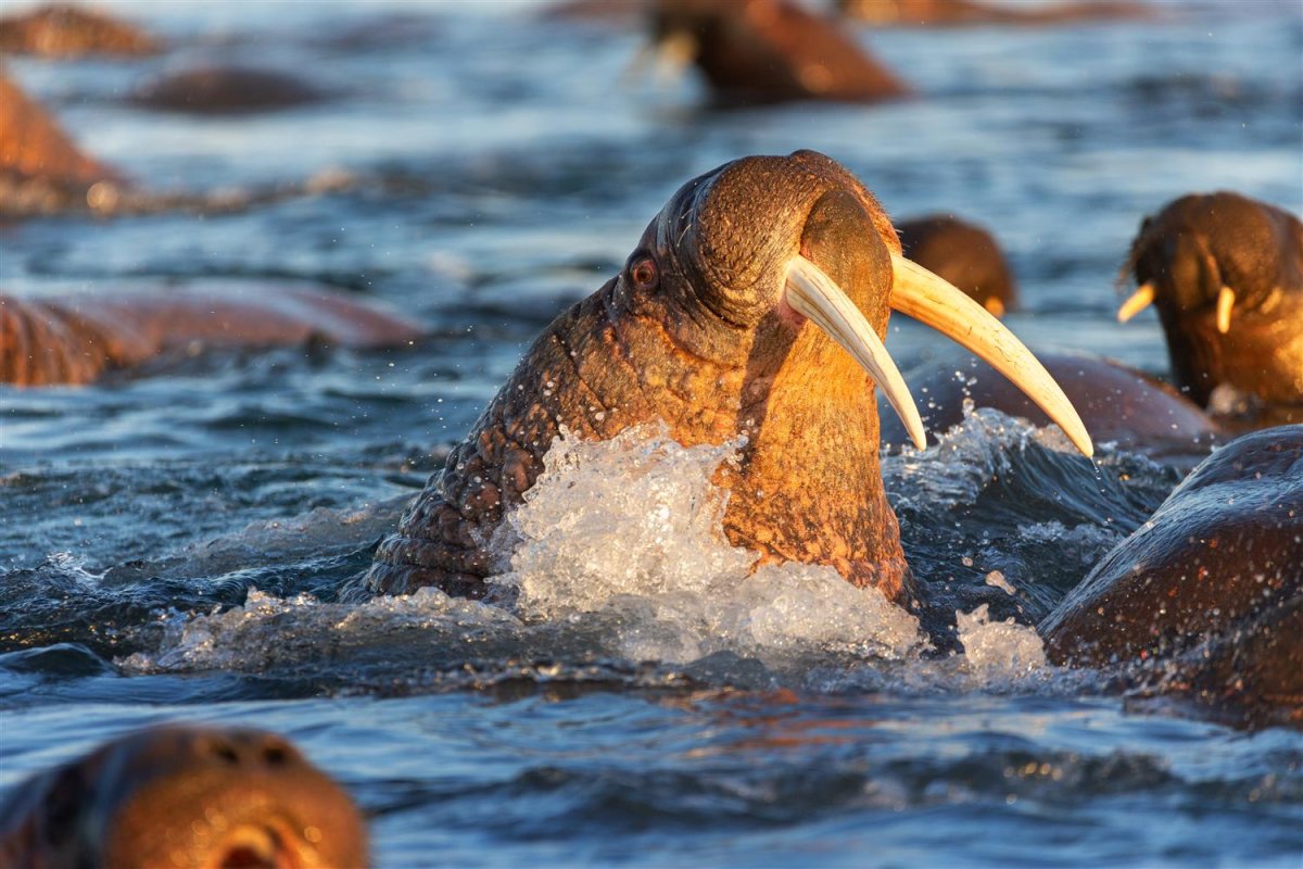 Летающий морж
