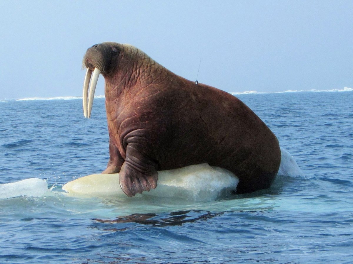 Тихоокеанский морж (Odobenus rosmarus divergens)