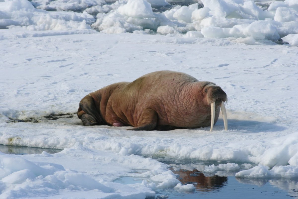 Антарктида морж