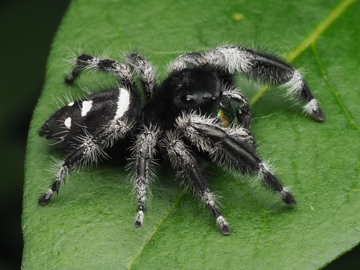 Phidippus Regius male