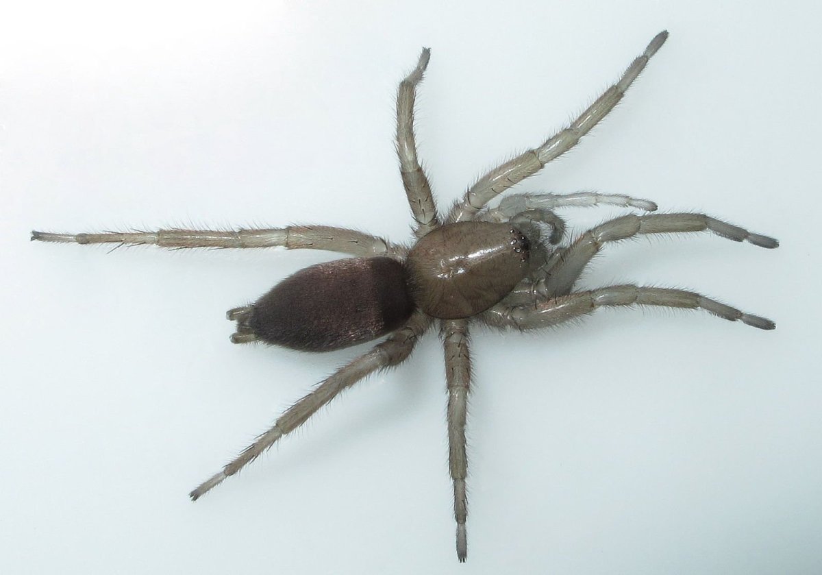 Гаплодрассус паук