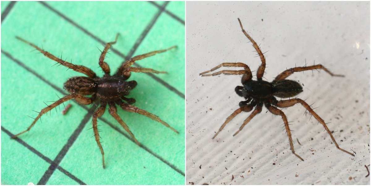 Паук на паутине