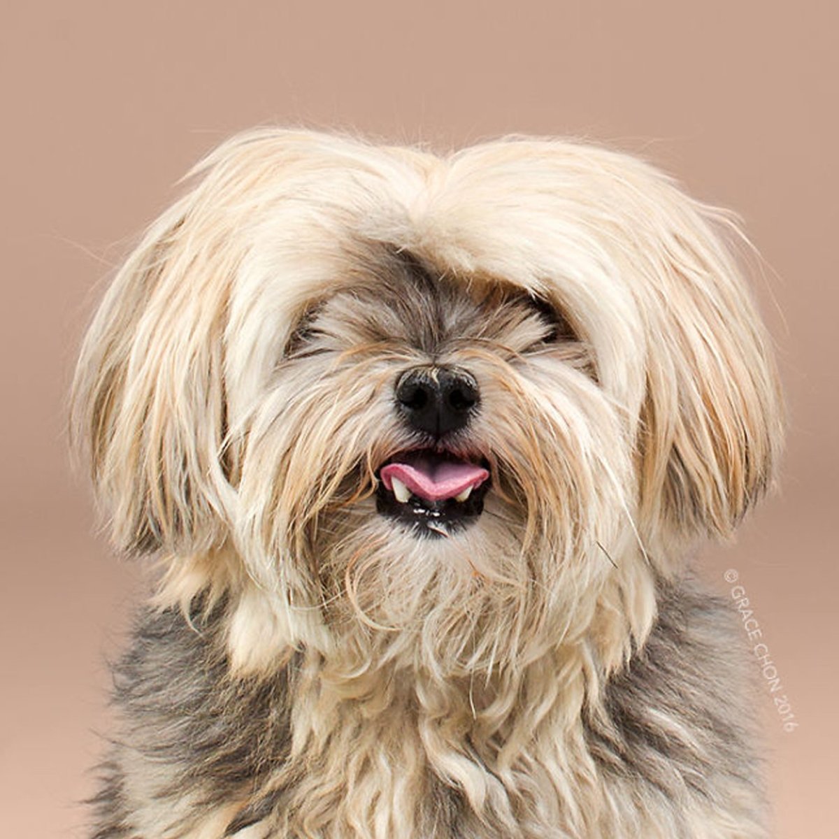 Волосатая собака