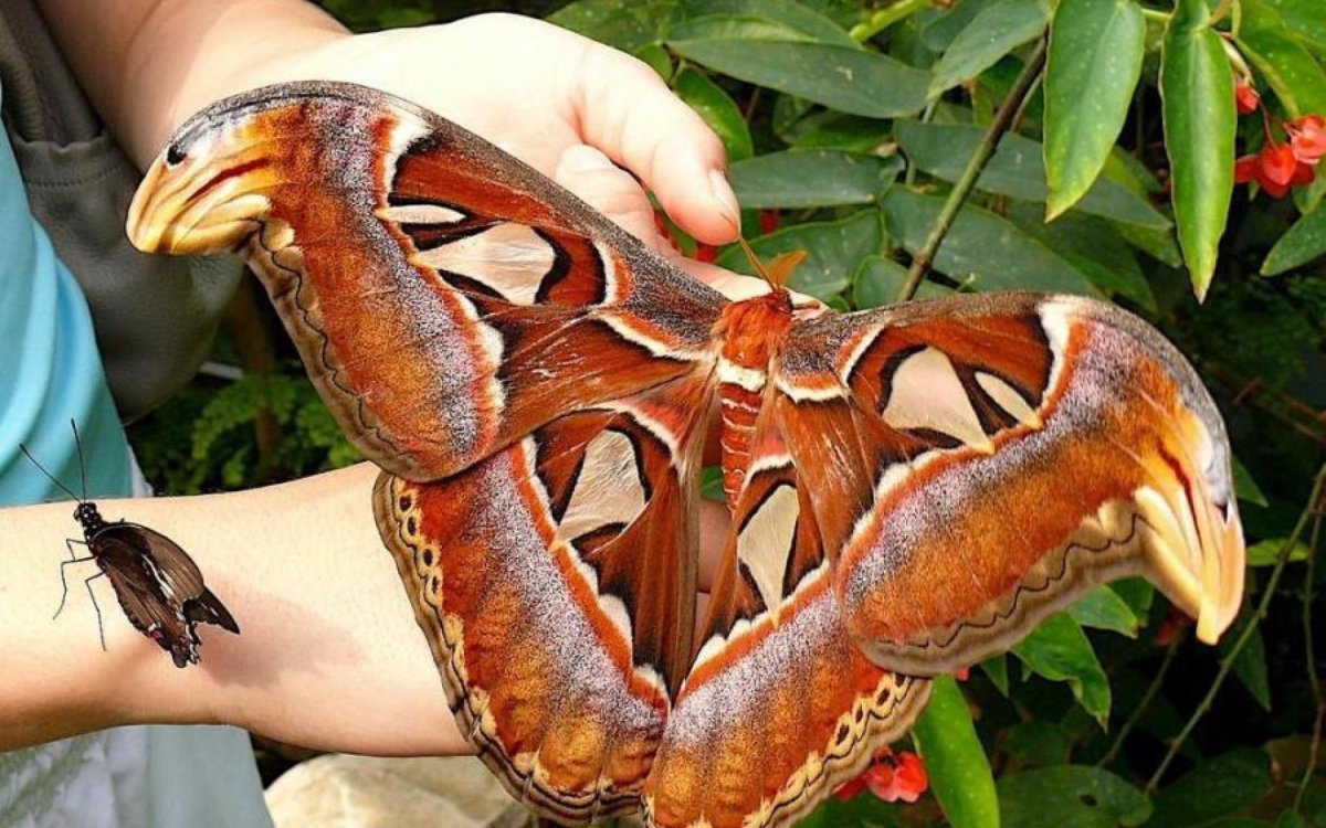 Павлиноглазка атлас Attacus Atlas