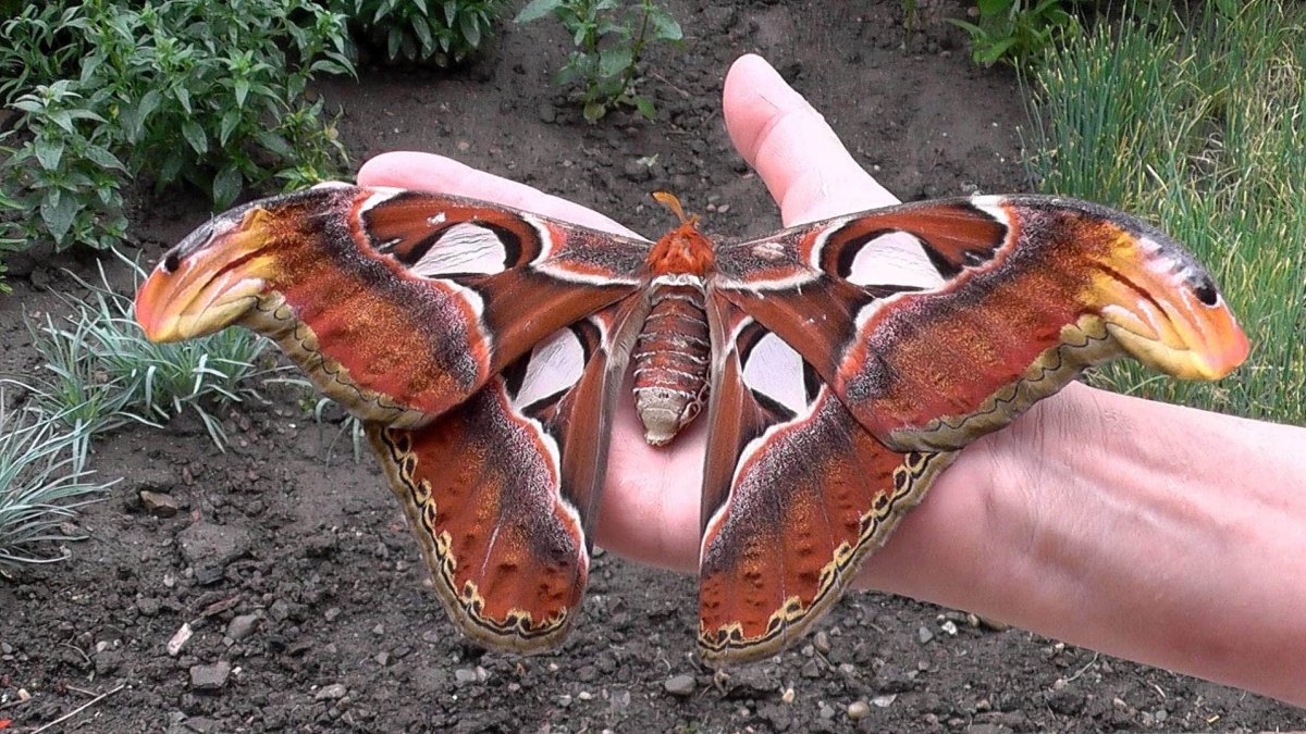 Attacus Atlas бабочка