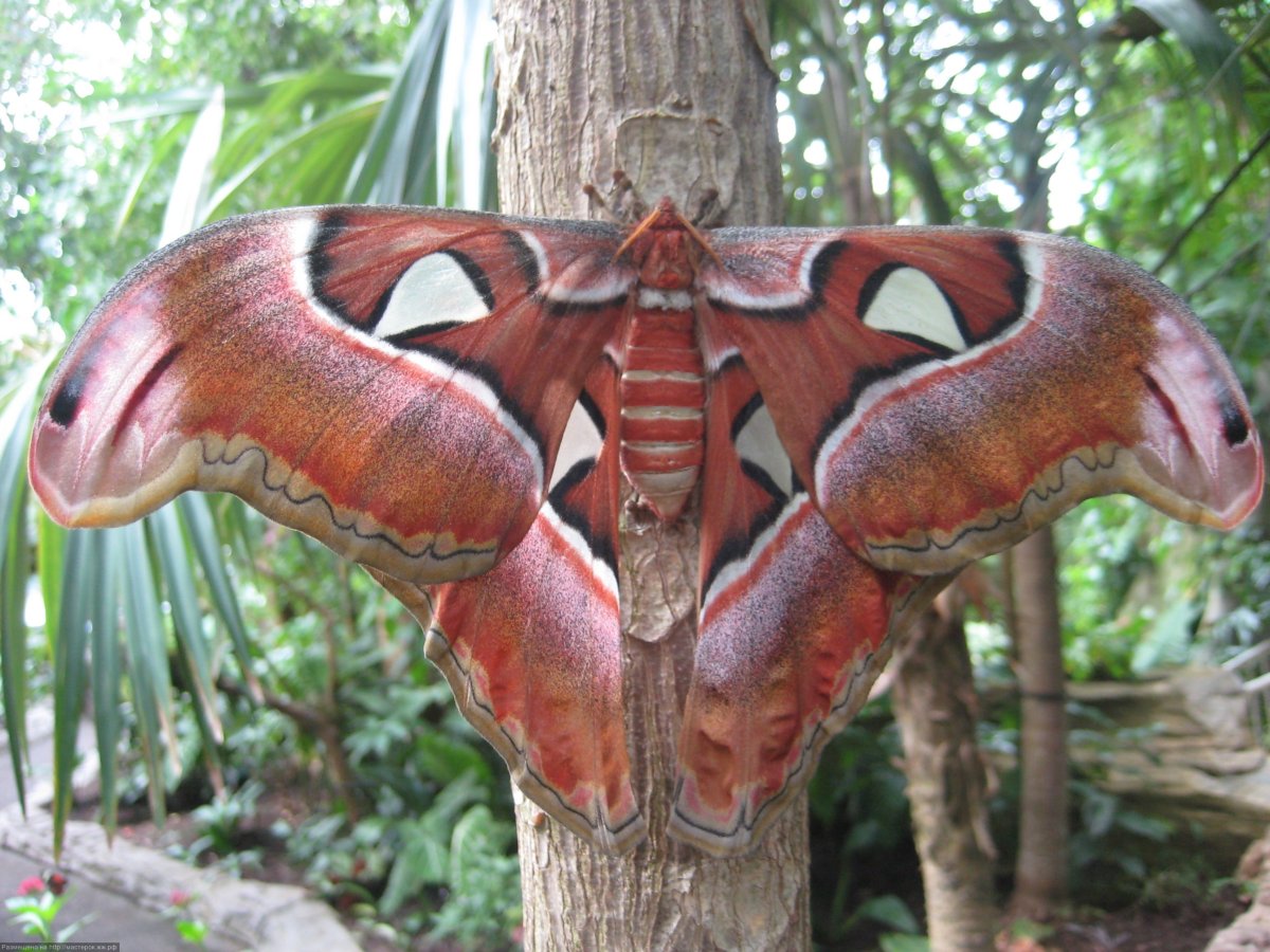 Павлиноглазка атлас Attacus Atlas