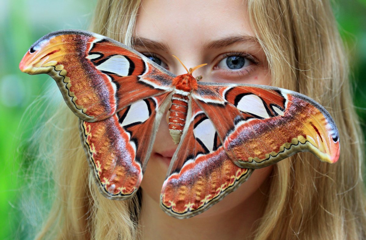 Павлиноглазка атлас Attacus Atlas