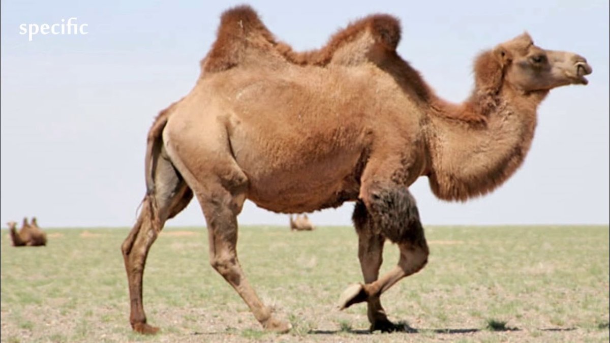 Papo одногорбый верблюд