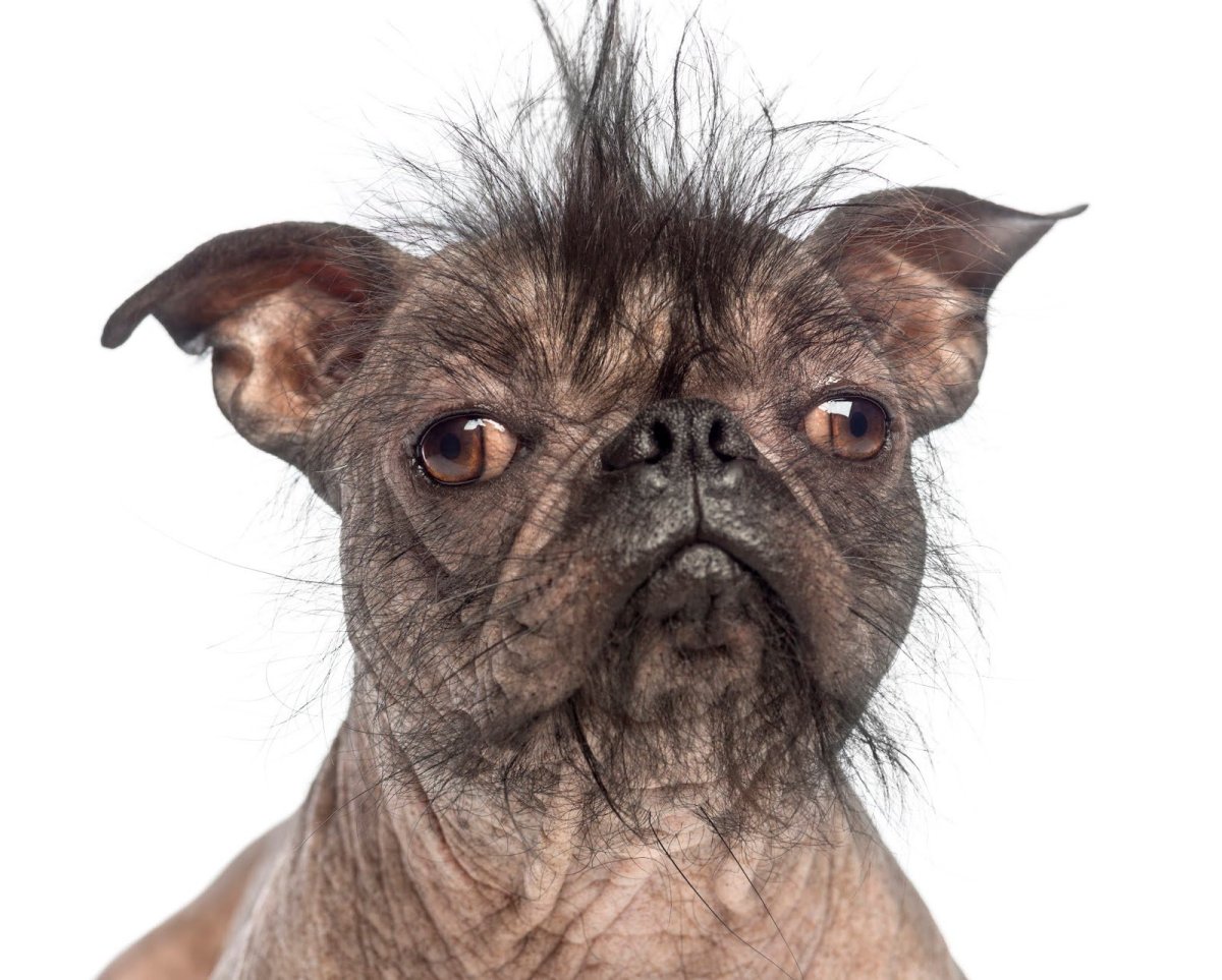 Хохлатый Мопс