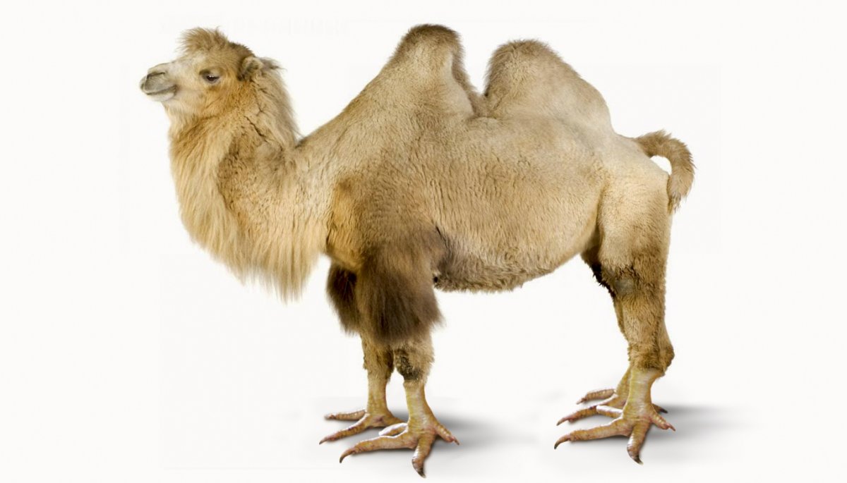 Любопытный верблюд
