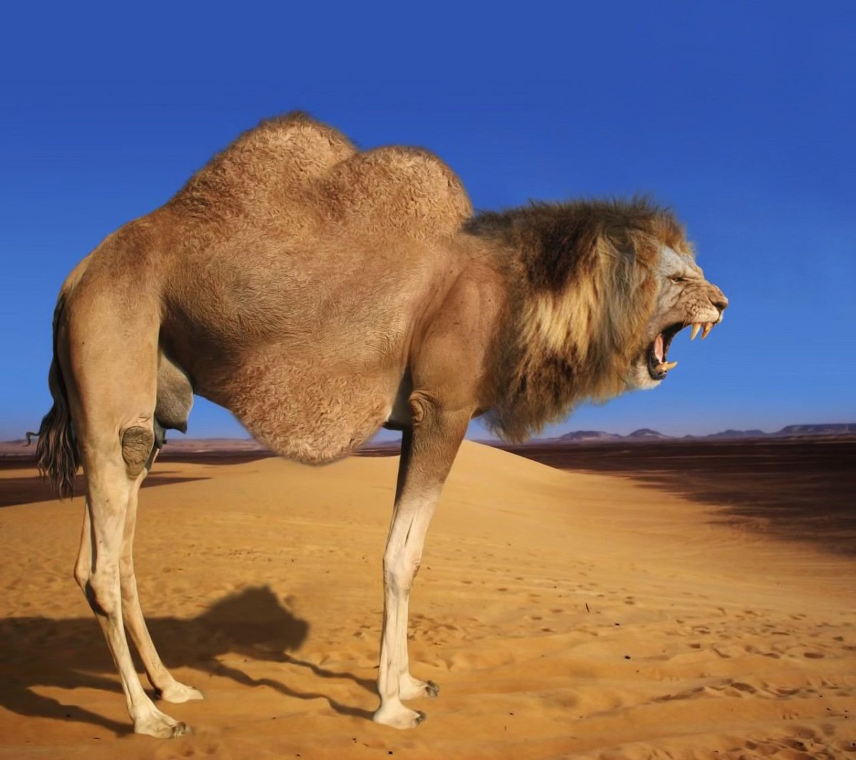 Верблюд самец