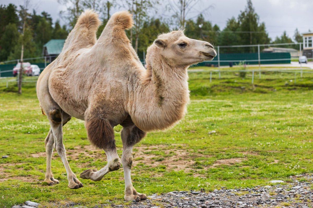 Двугорбый верблюд в пустыне