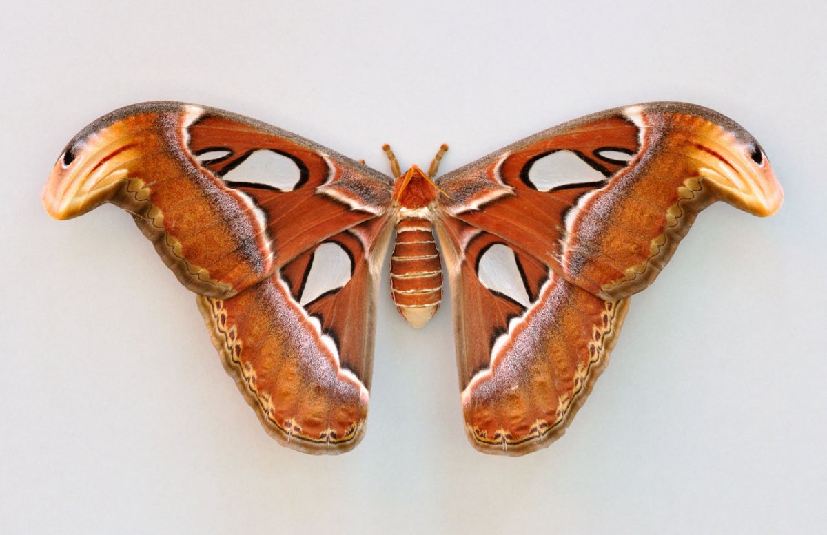Павлиноглазка атлас Attacus Atlas