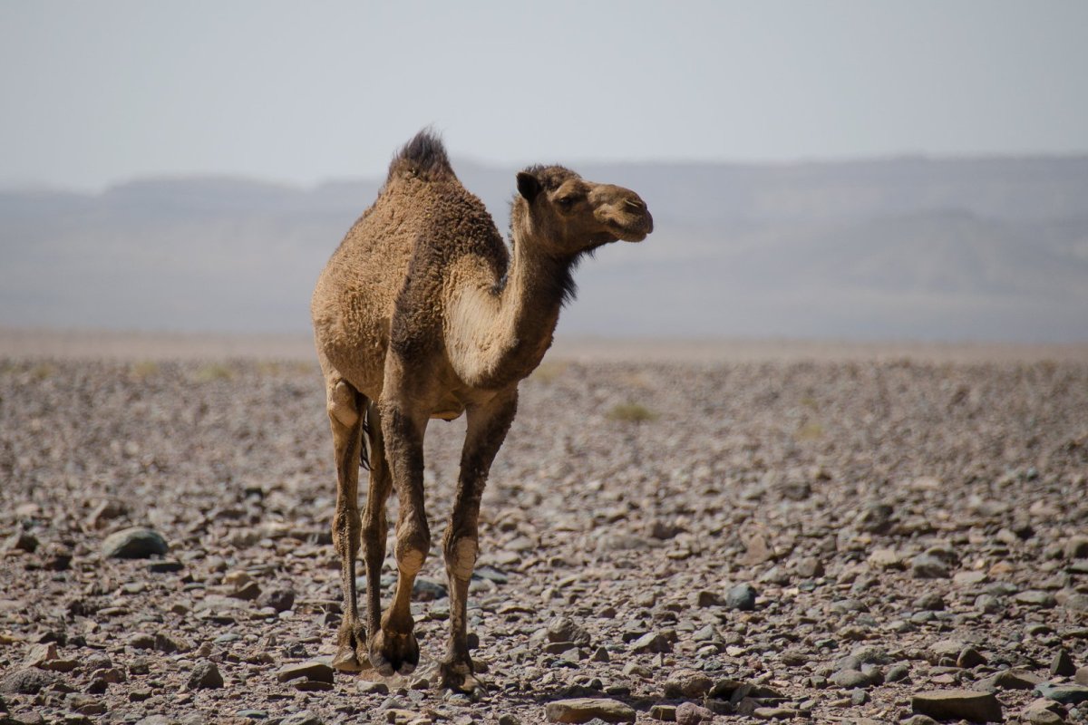 Одногорбый верблюд Африка