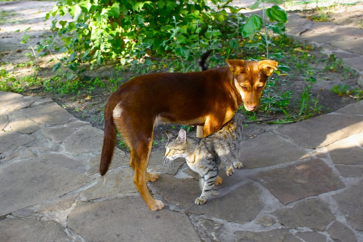 Порода Котопес фото