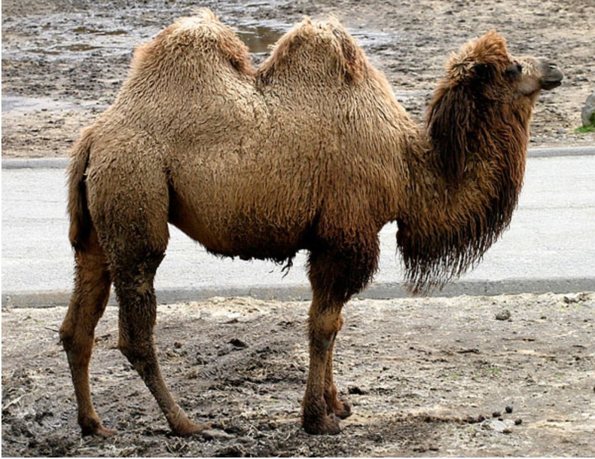 Горб верблюда