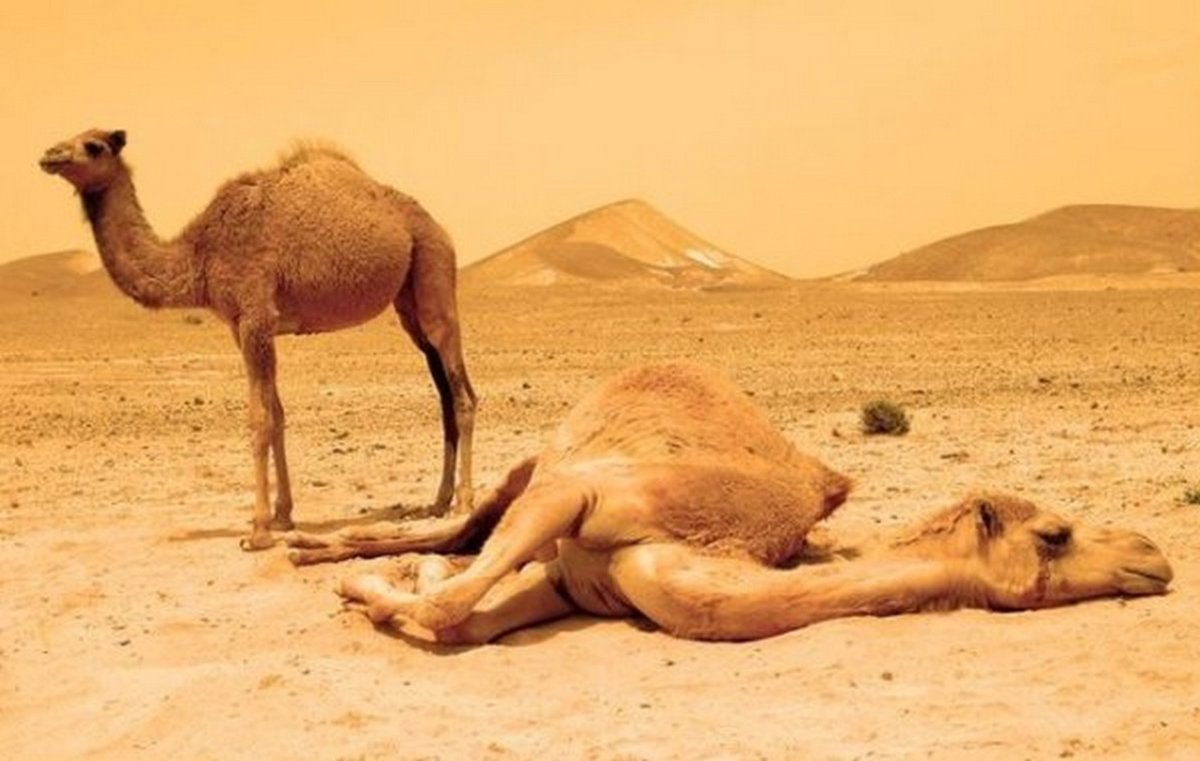 Калининградский зоопарк верблюд