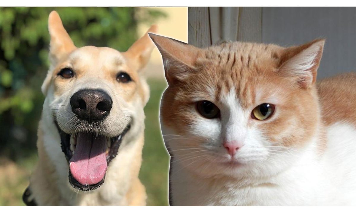 Котопёс в реальной жизни