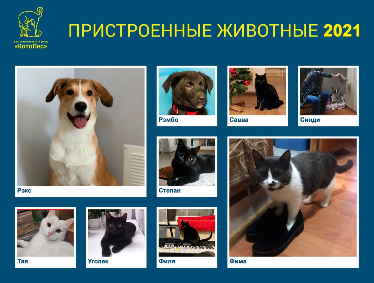 Удивительная Дружба животных