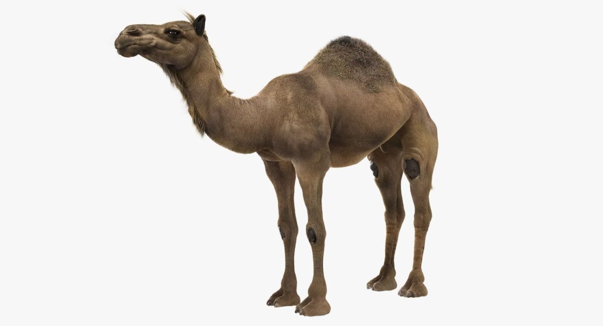 Верблюд на белом фоне