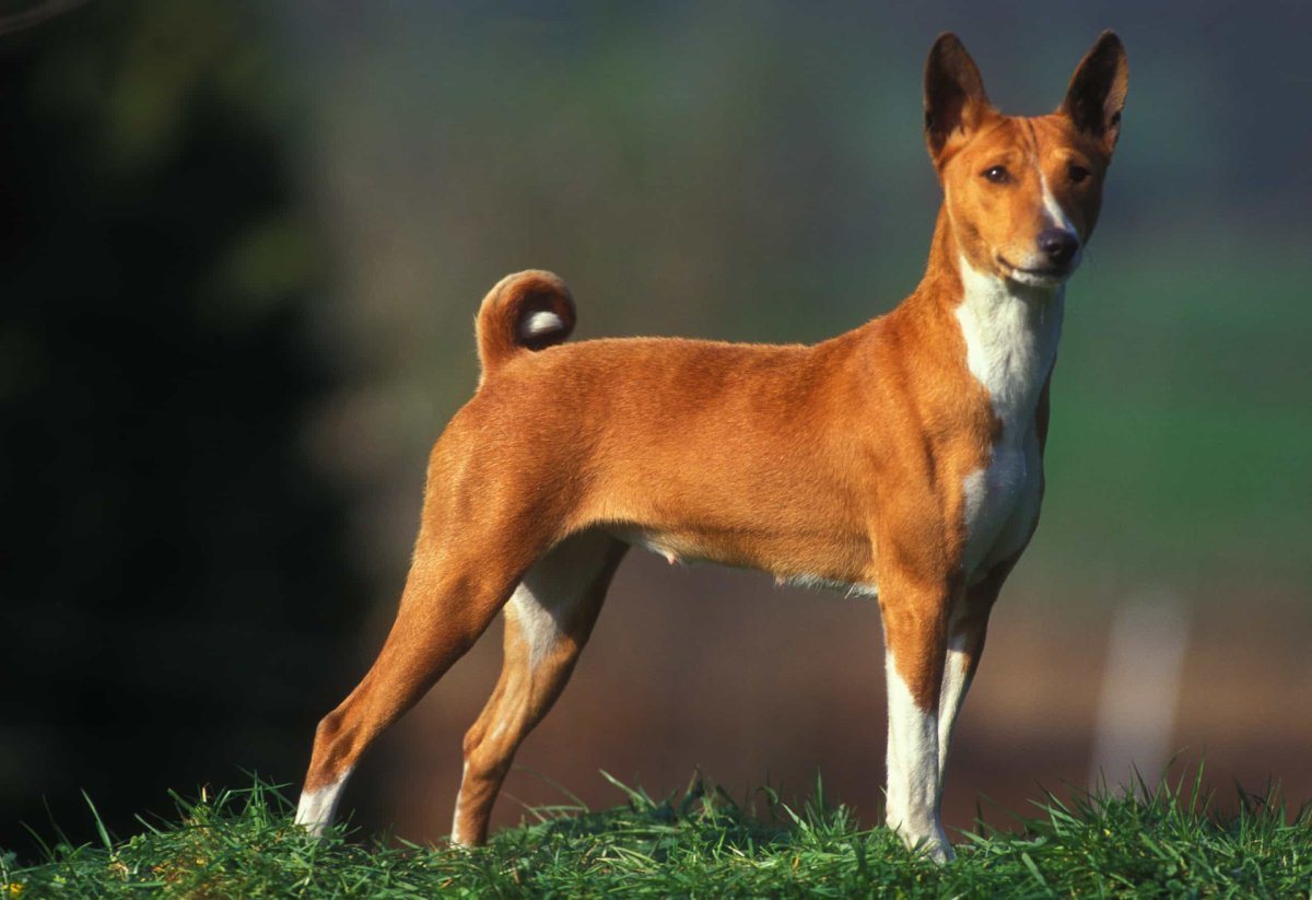 Стандарт басенджи