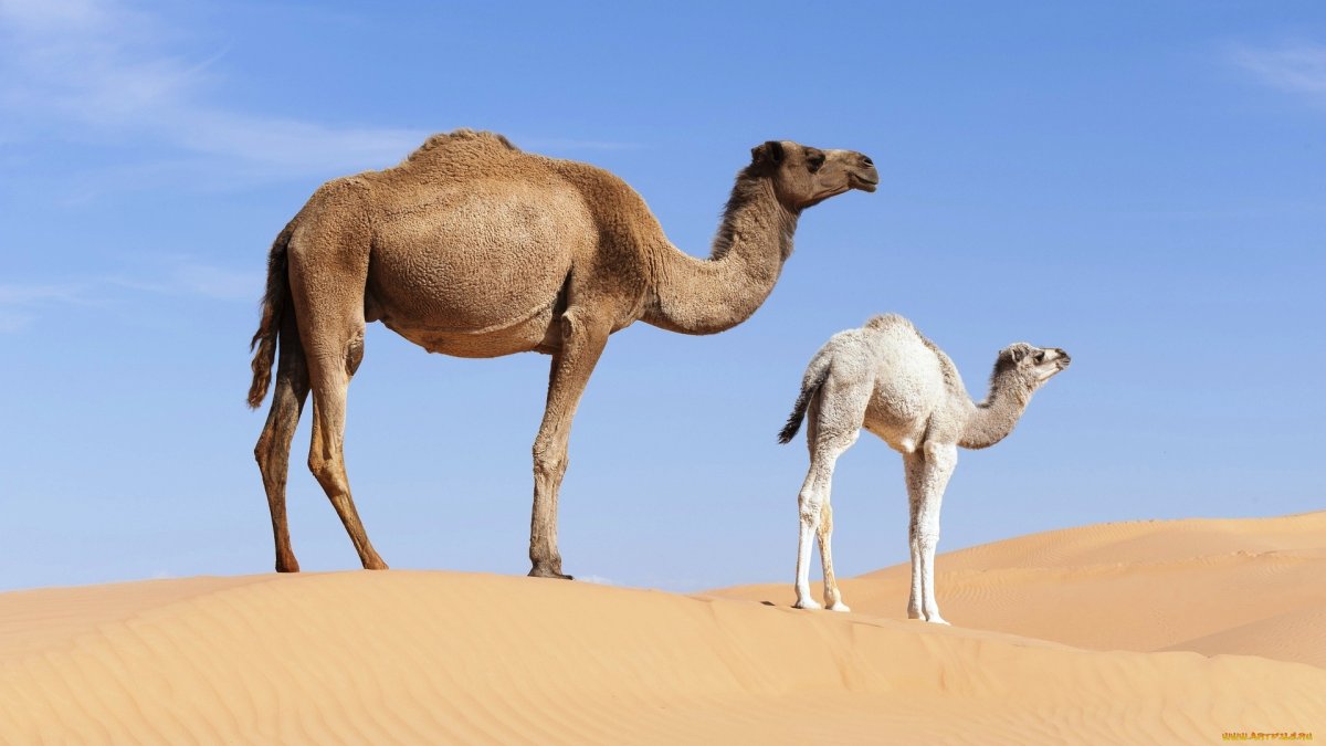 Африканский верблюд