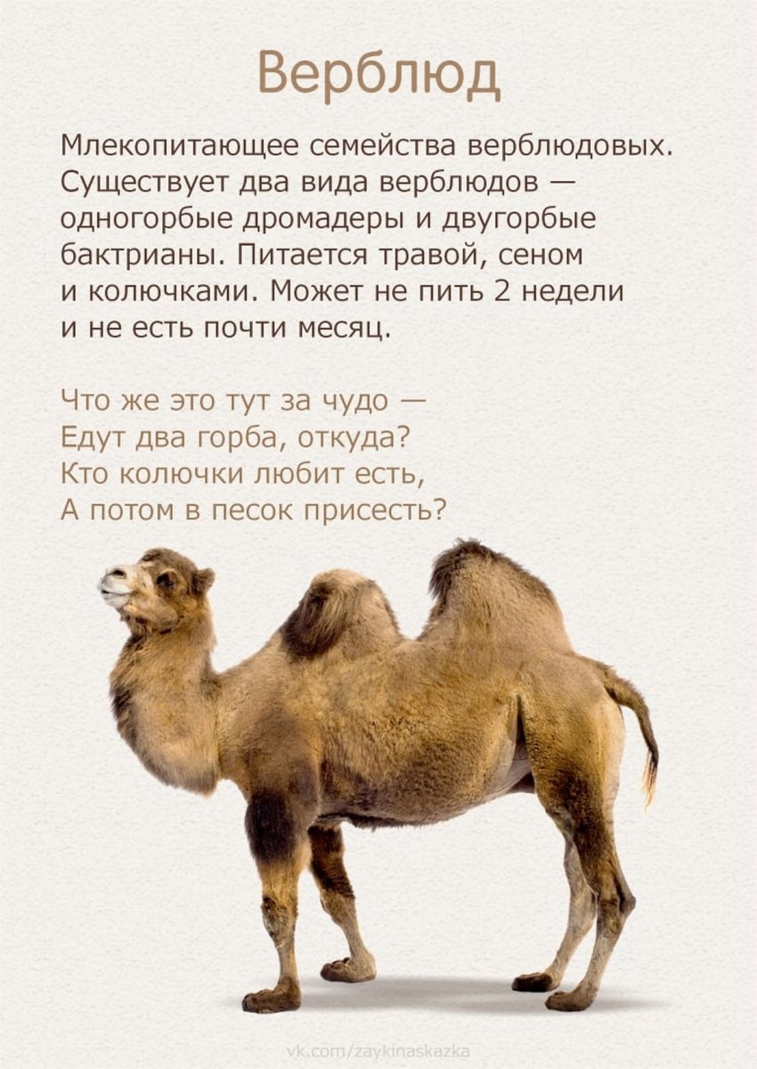 Книги про верблюдов