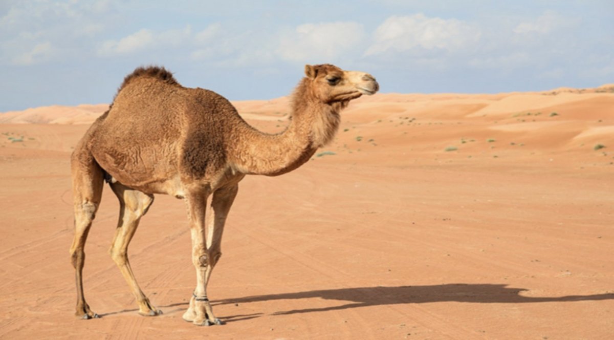 Camel+Merino (верблюд+меринос)