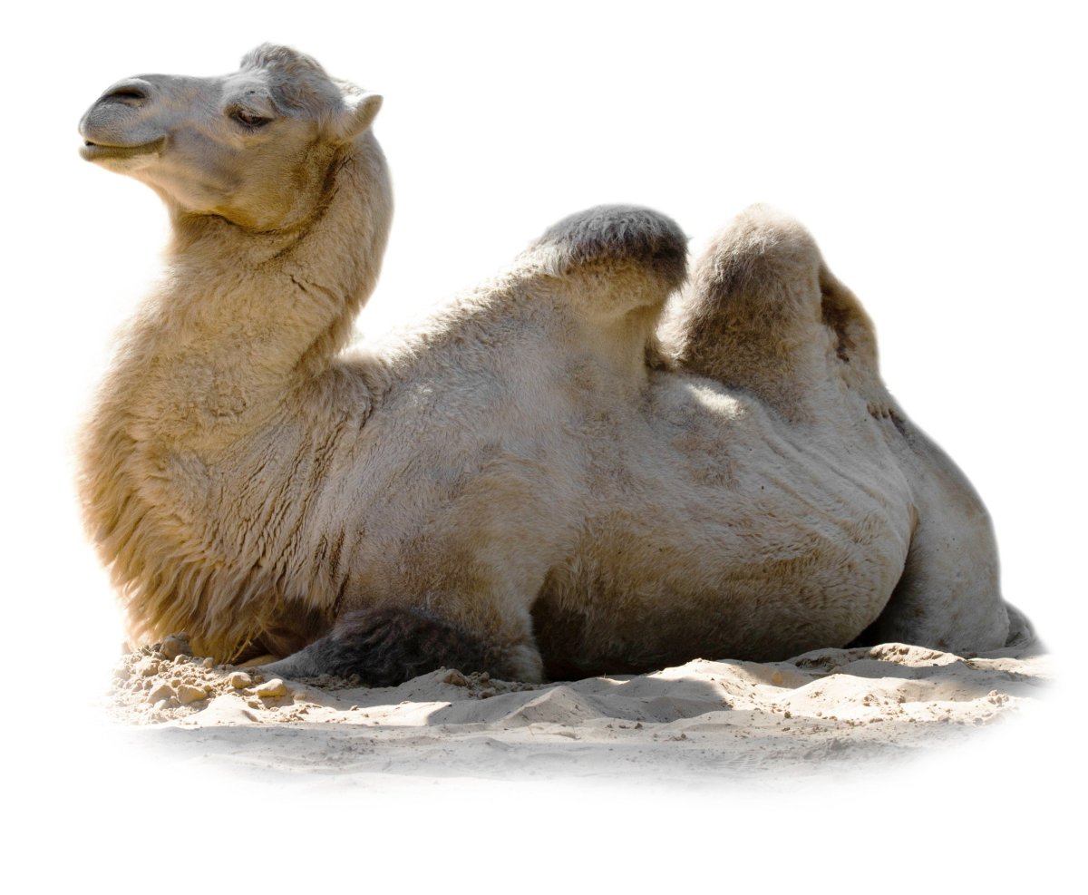 Самый дорогой верблюд