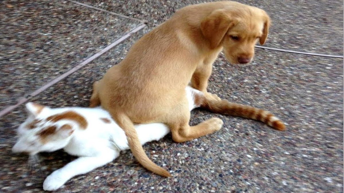 Мультик Котопес