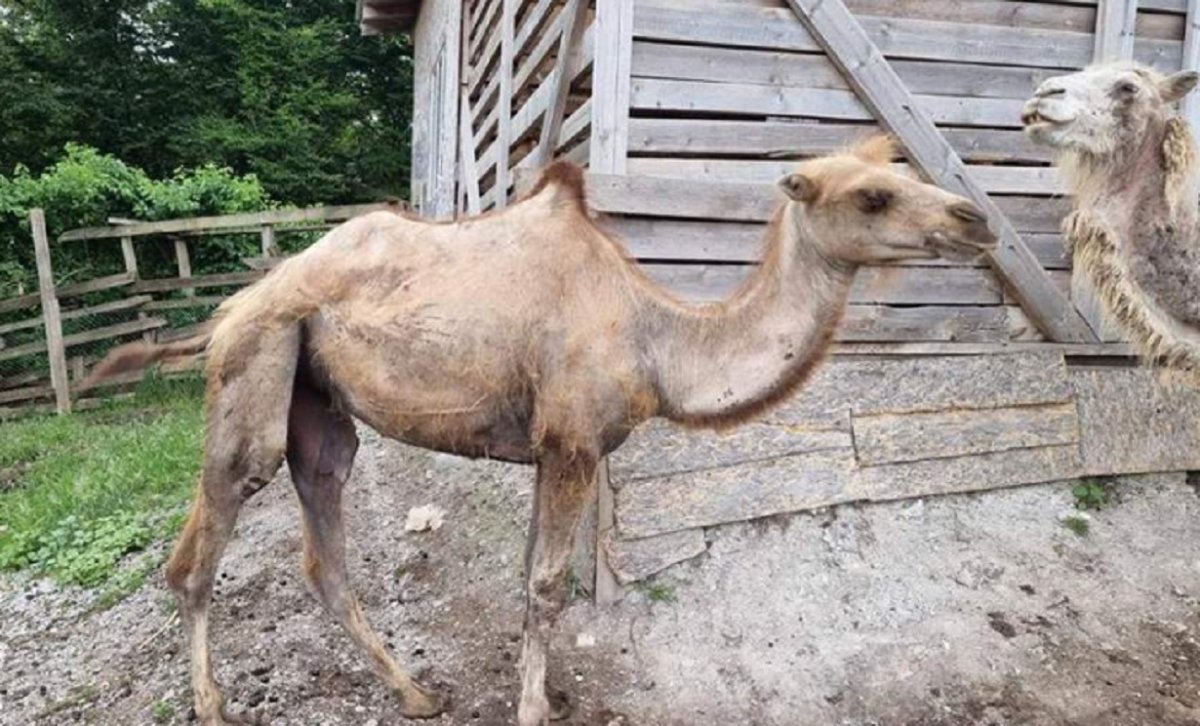 Белый верблюд бактриан