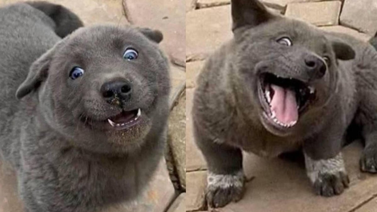 Котопес вьетнамский хмонг