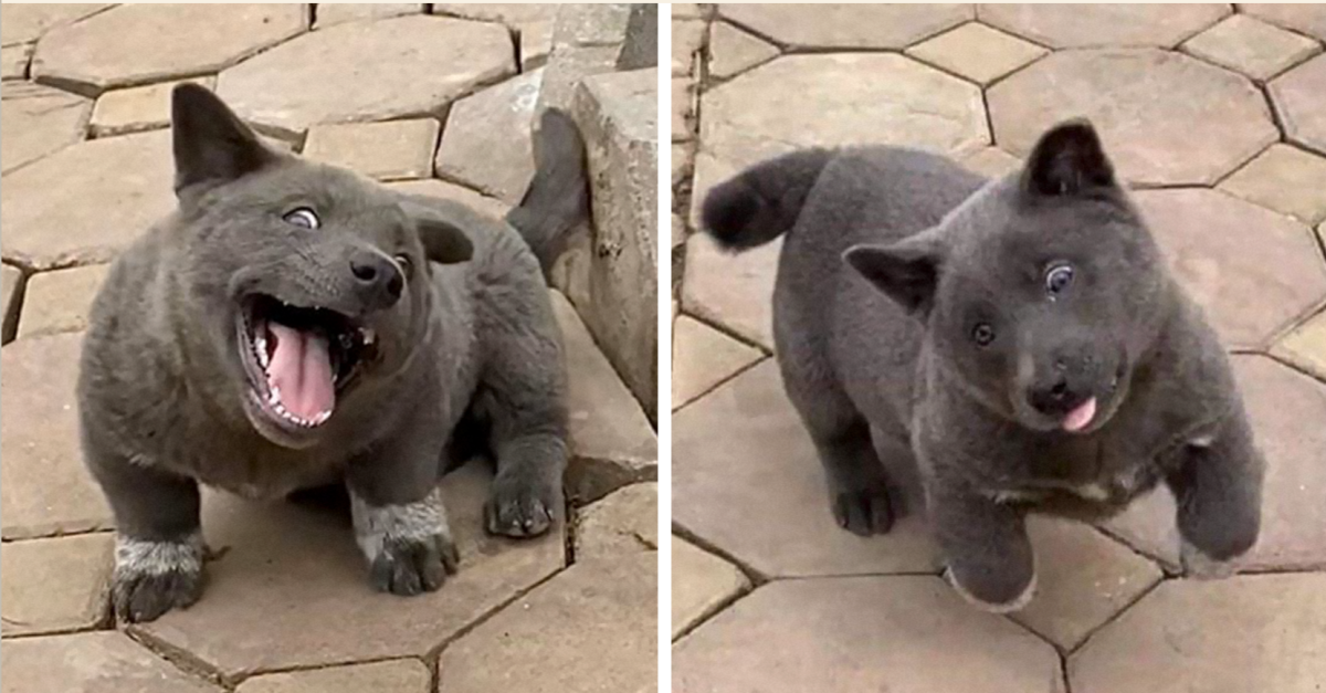 Куцехвостый хмонг собака