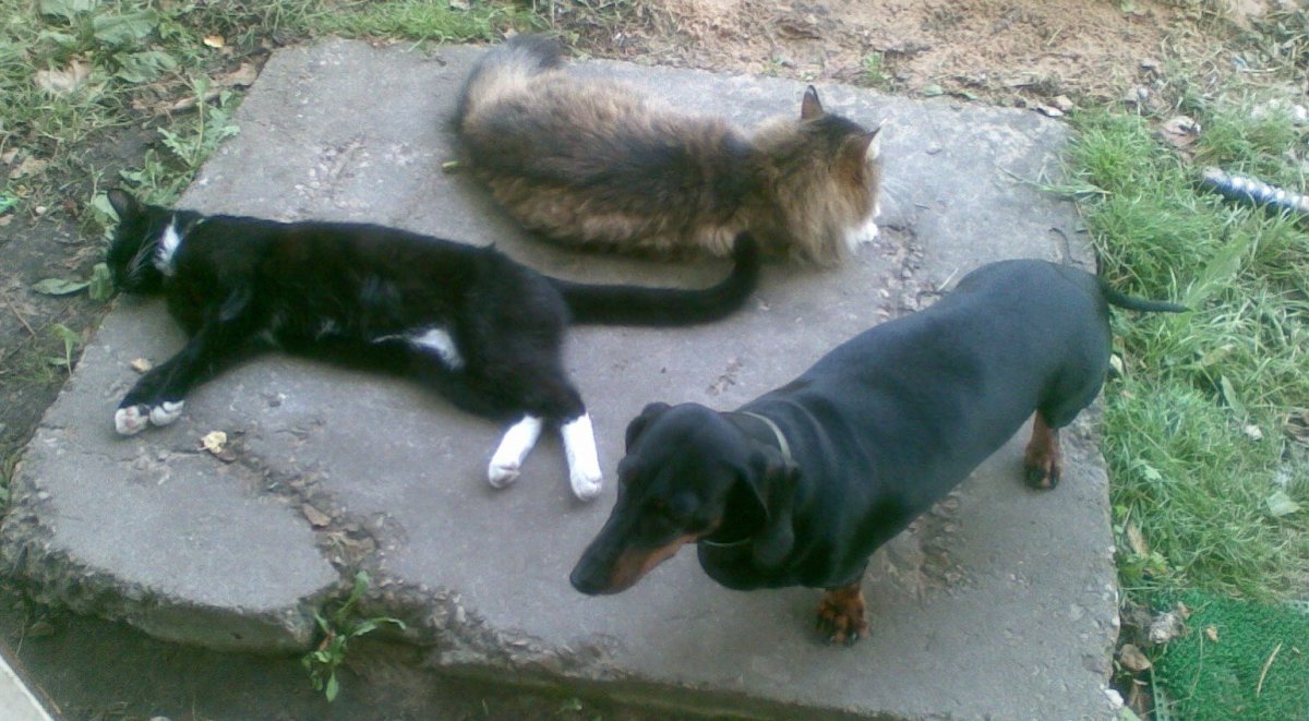 Котопес собака порода хмонг