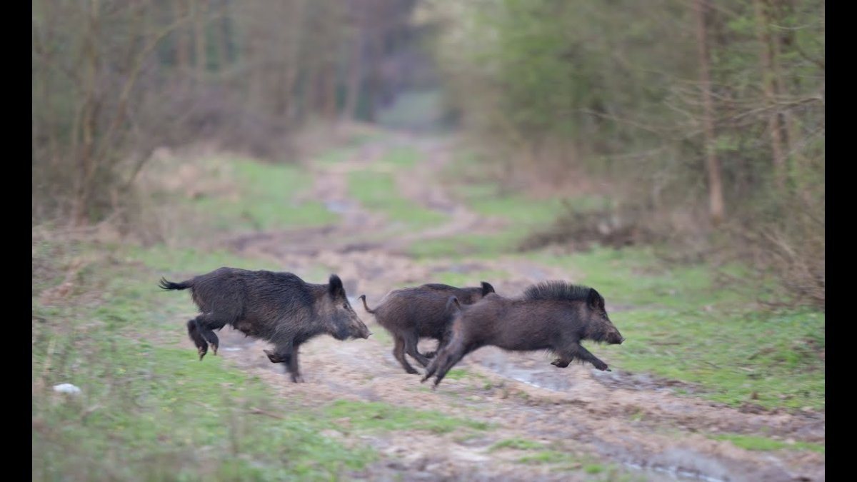 Кабан убегает