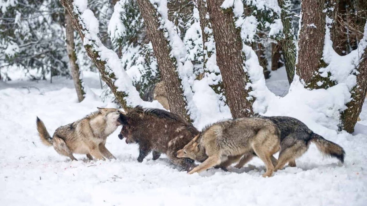 Волчья охота