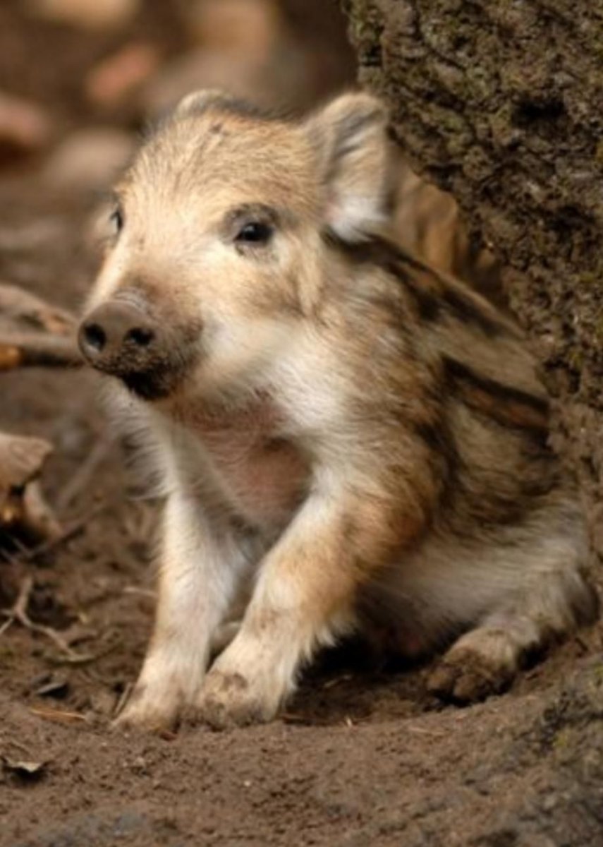 Маленький Лесной кабанчик