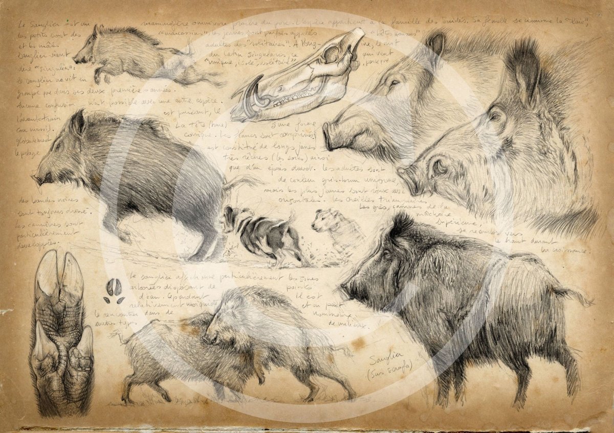 Оборотни Волчья стая 1999