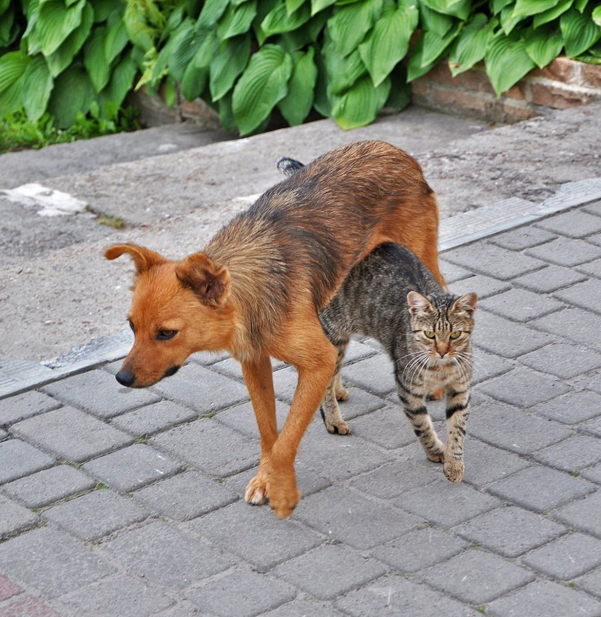 Вьетнамский хмонг собака
