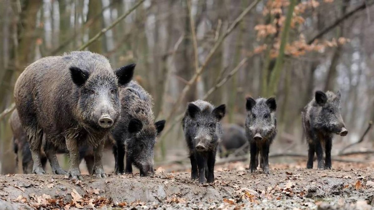 Прибор для проверки мяса дикого кабана