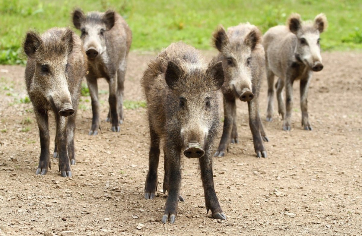 Красивое логотип охоты Лось и кабан