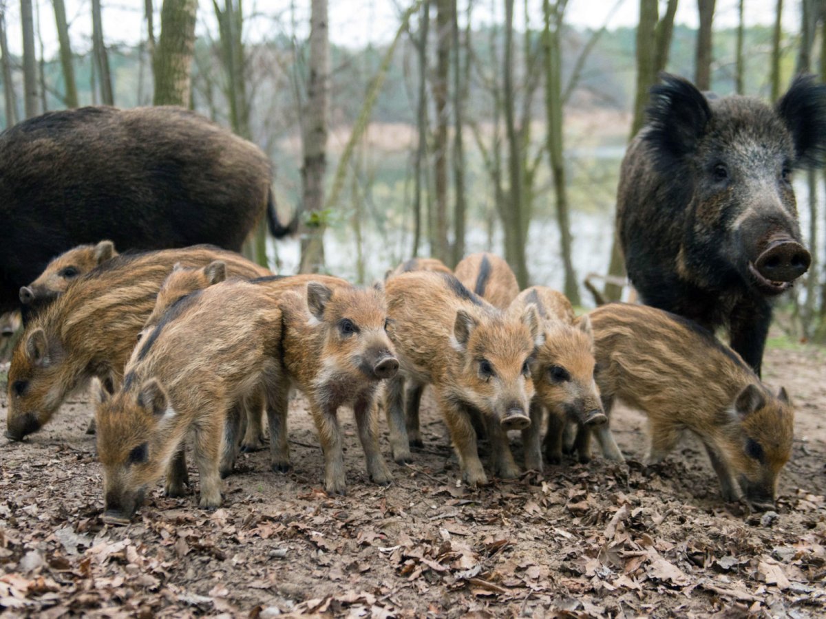 Кабан и кабаниха