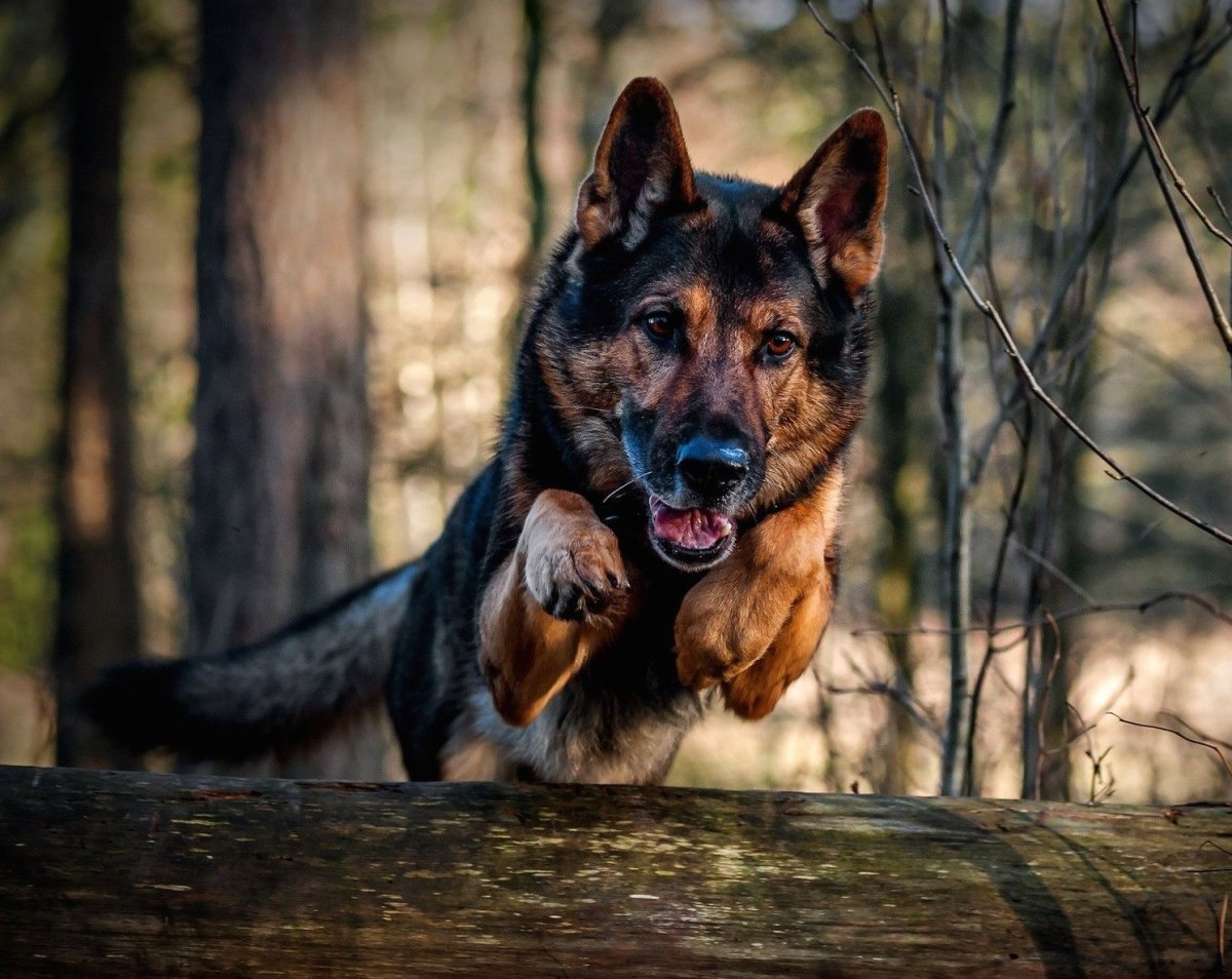 Немецкая овчарка Мухтар