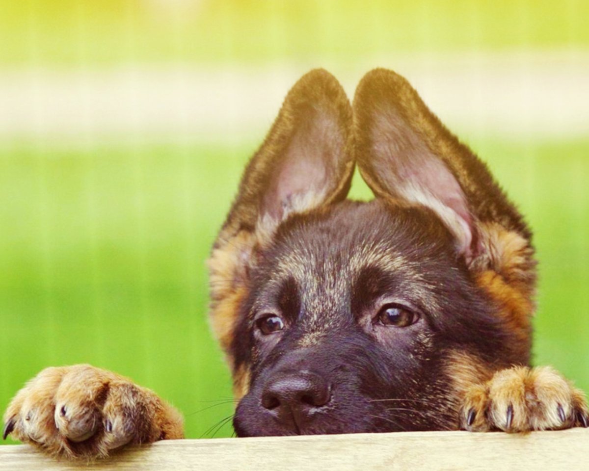 Немецкая овчарка с гетерохромией