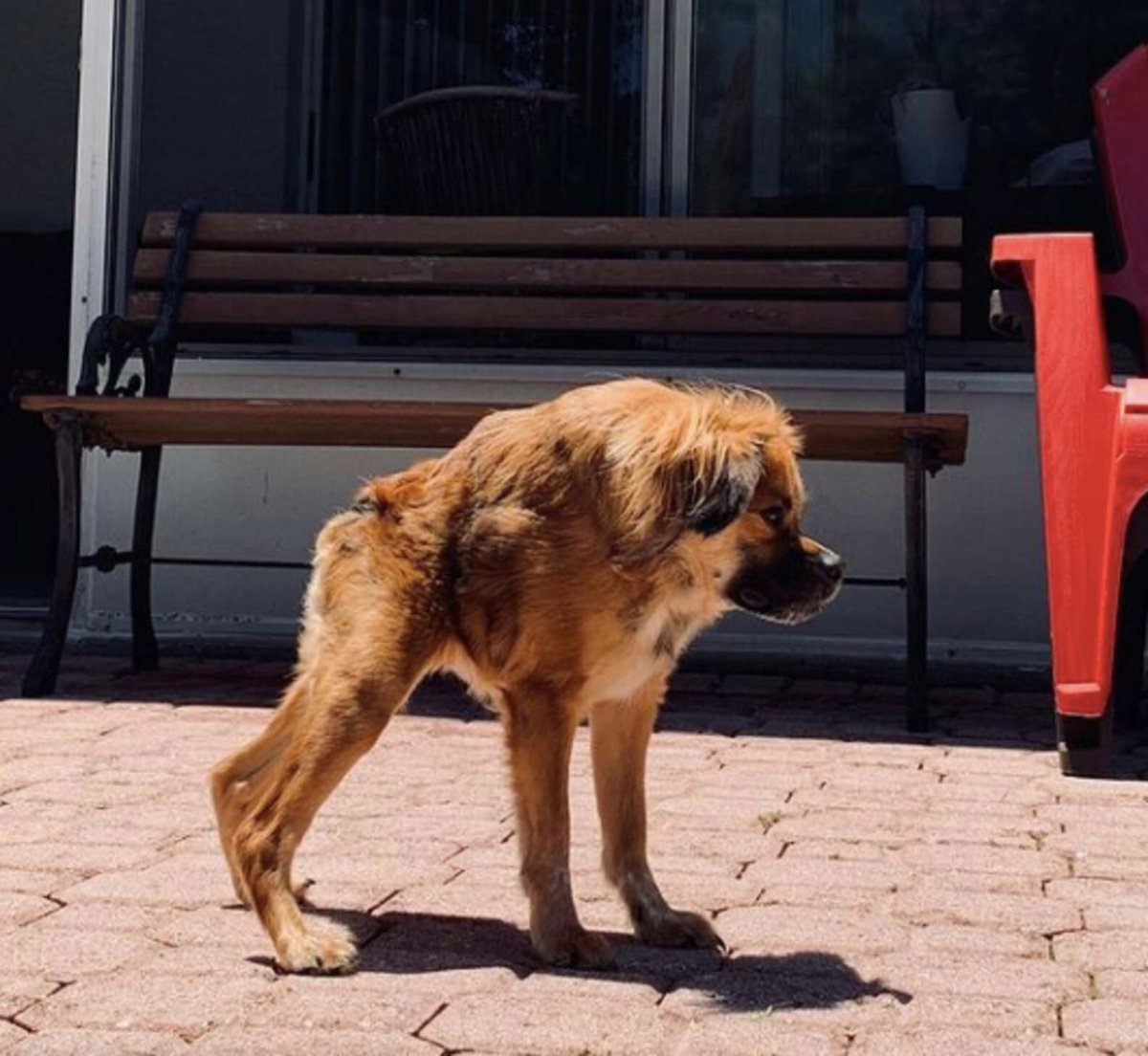 Сутулая овчарка