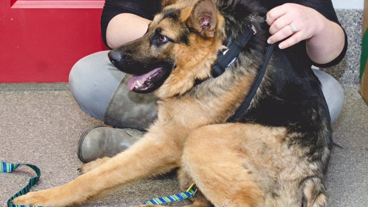 2048 X 1152 собаки