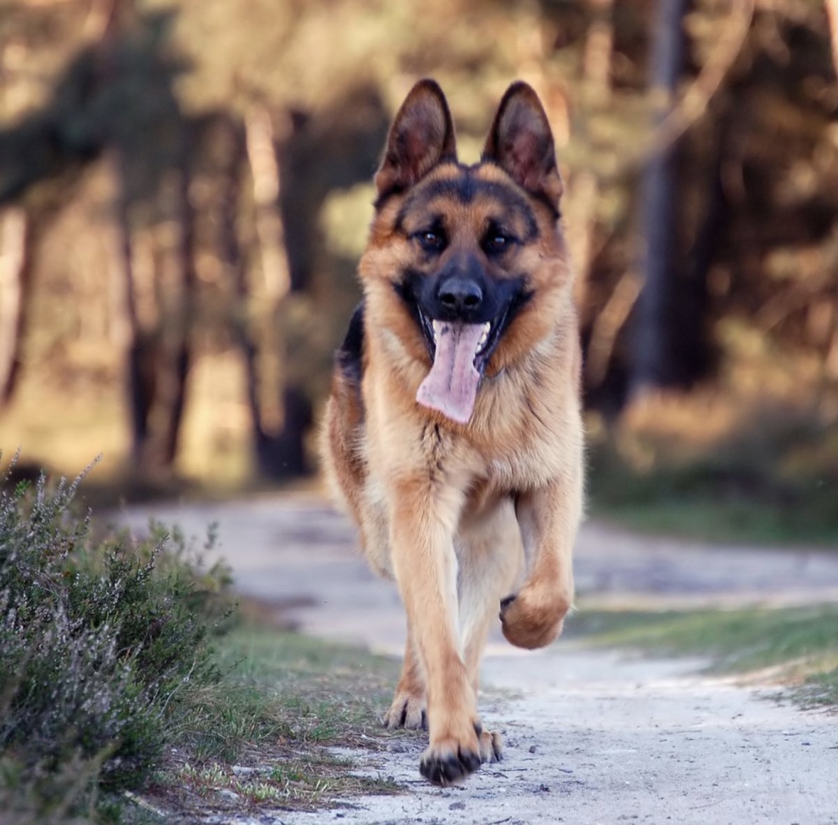 Короткая собака Мем