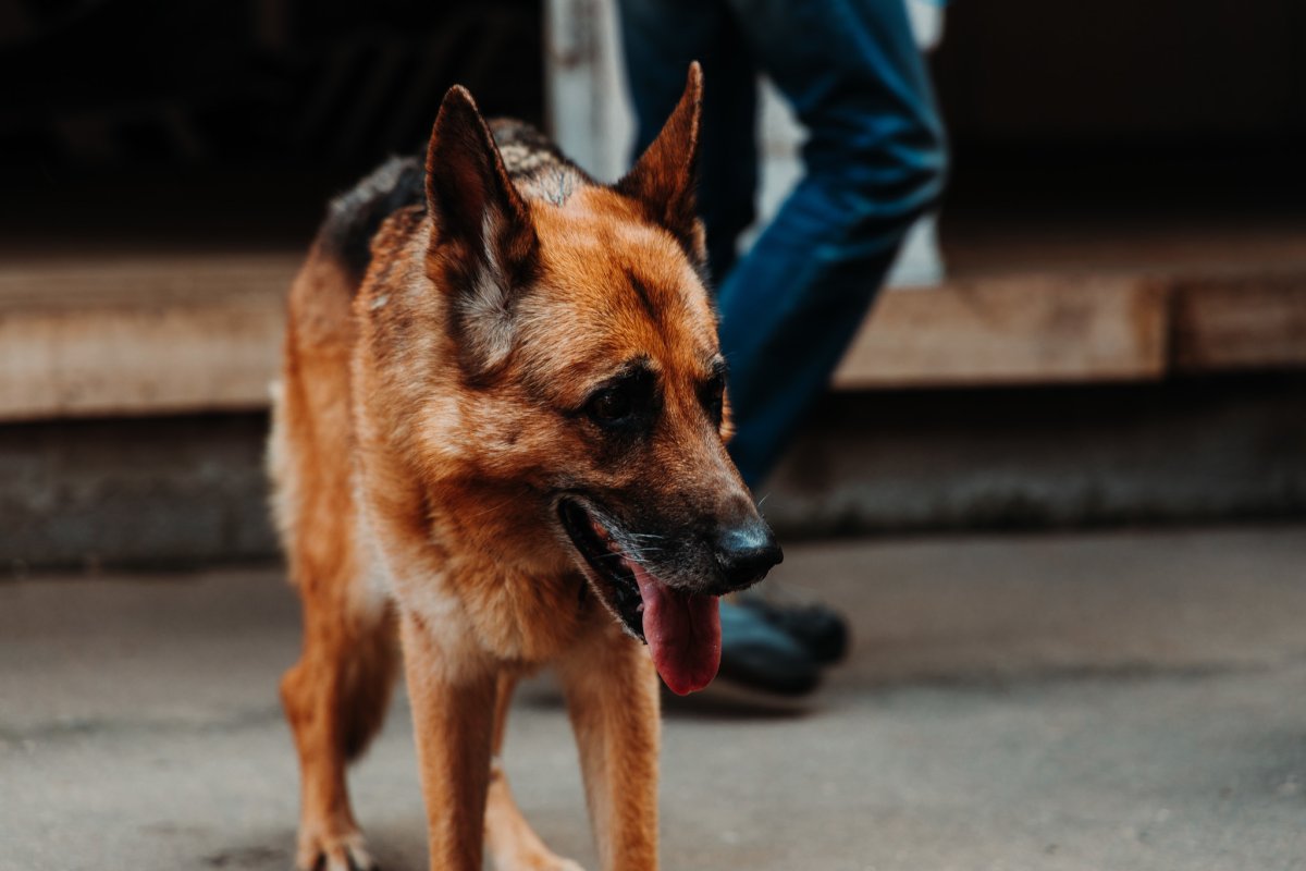 Пёс Квазимодо овчарка