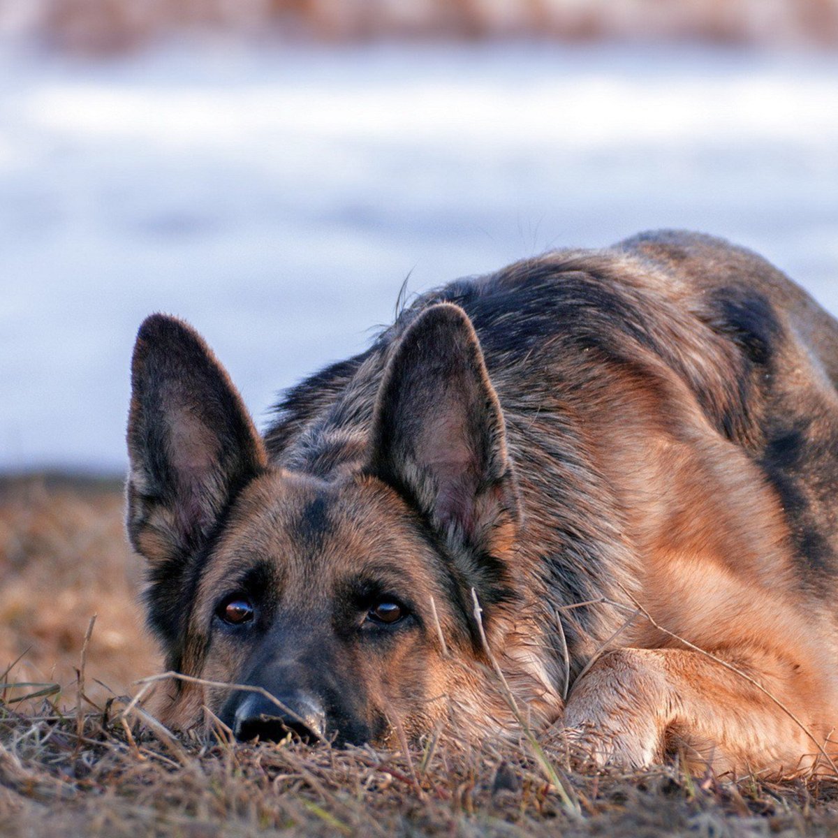Немецкая овчарка Шеферд Мухтар